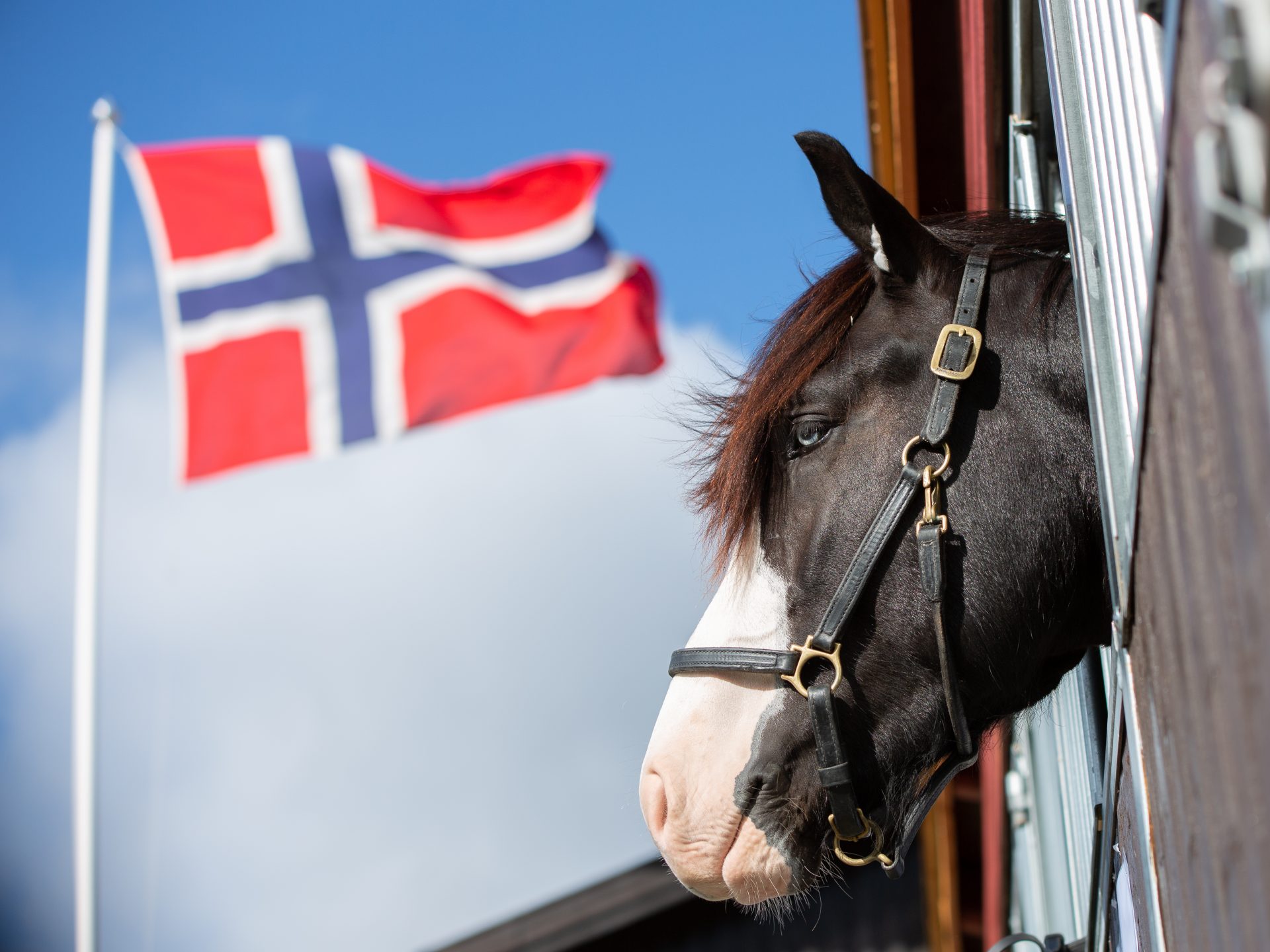 Hesteutstillinga på Dyrsku'n er blant ei av dei største i landet, og premiane frå utstillinga heng høgt.