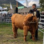 Beste dyr av Highland Cattle