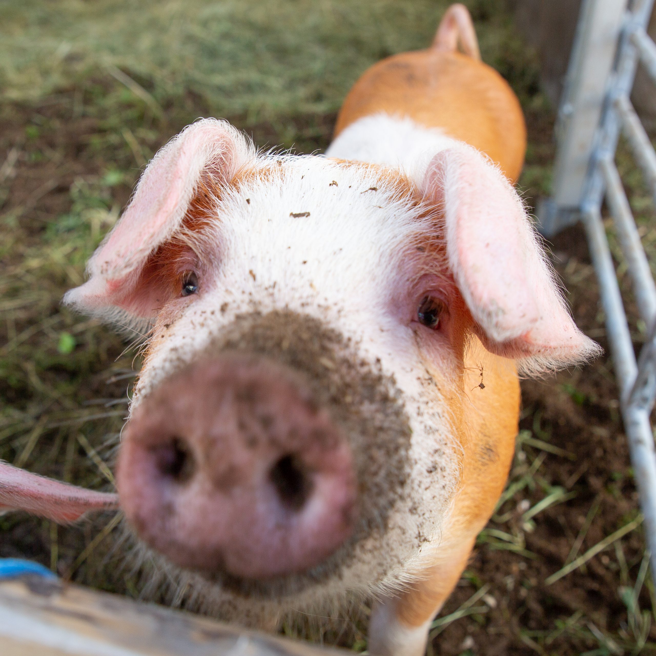 Møt dei vanlegaste husdyra på Dyrsku'n