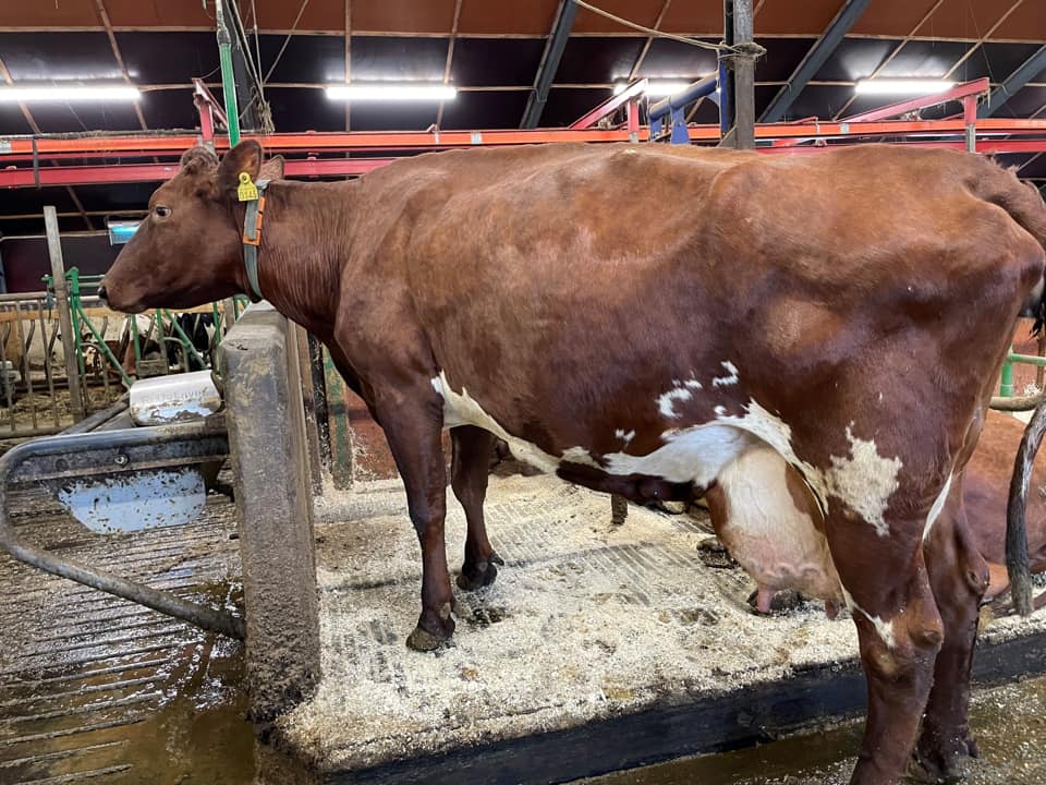 Ku 145 Komma med 9 kalver