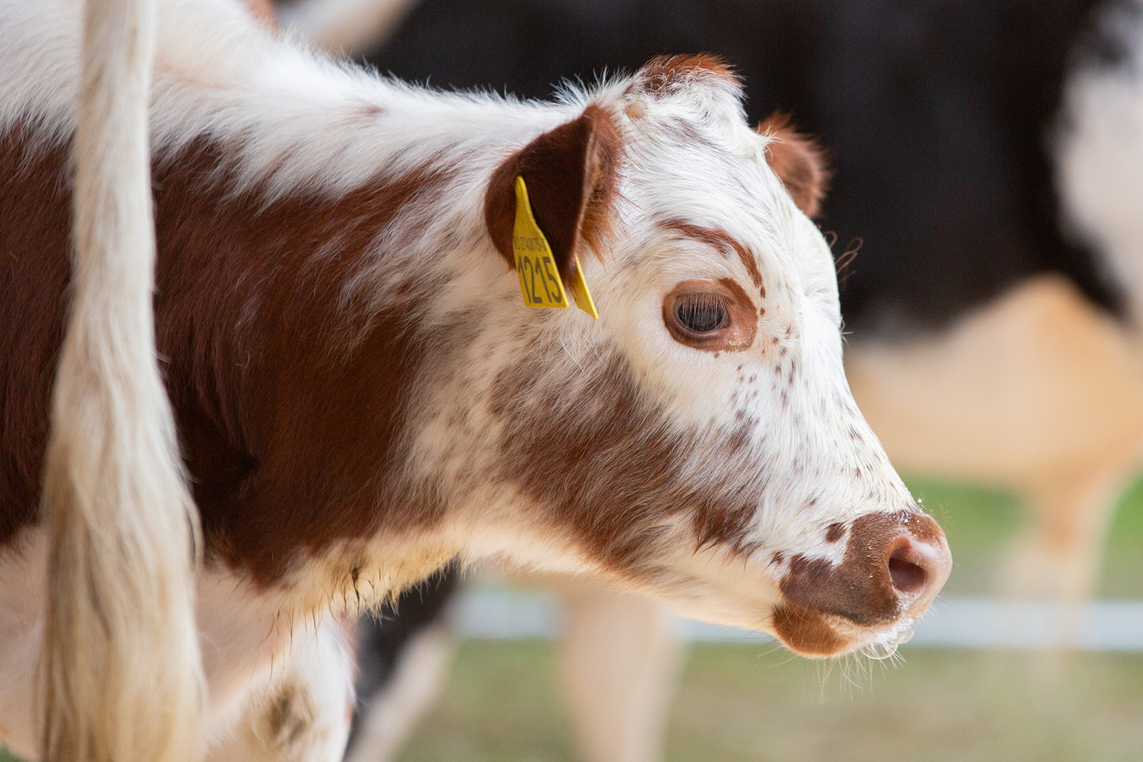 Kalv Telemarksku. Foto Mona B. Kasin