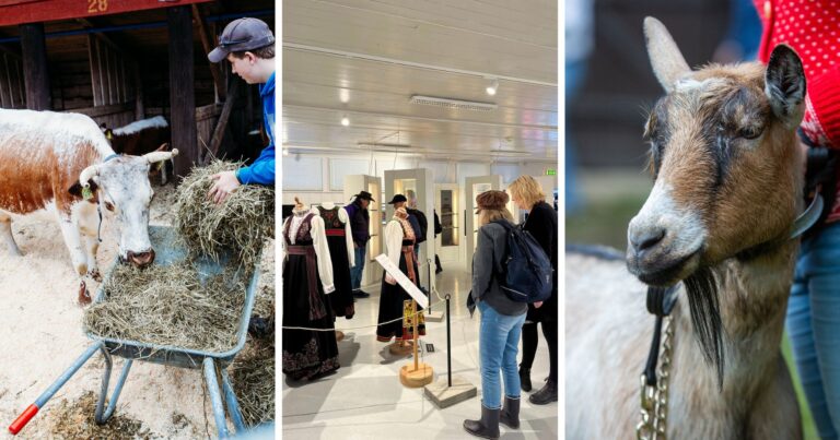 Collage publikusmpris geit, ku og husflid
